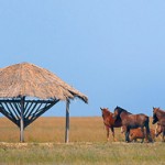 Острів Бирючий