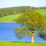 tree_081217