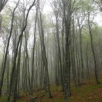 Буковий ліс