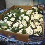 Вилучені підсніжники