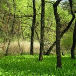 Самарський ліс. Фото з сайту 7chudes.in.ua