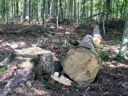 Українські ліси - без політики не обійтись