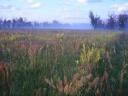 46529_2.thumbnail