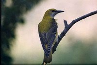 inart_59640_1