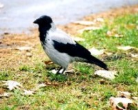 inart_64991_1