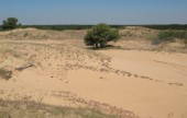 Чому вимирають ліси Херсонщини