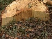 На Волині селяни вимагають припинити зшущання з природи