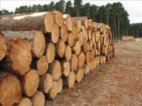 Набув чинності закон про заборону експорту лісу-кругляка