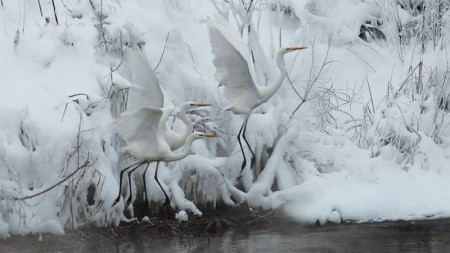 Фото зроблене на території ставків Осокорків. Січень 2016.
