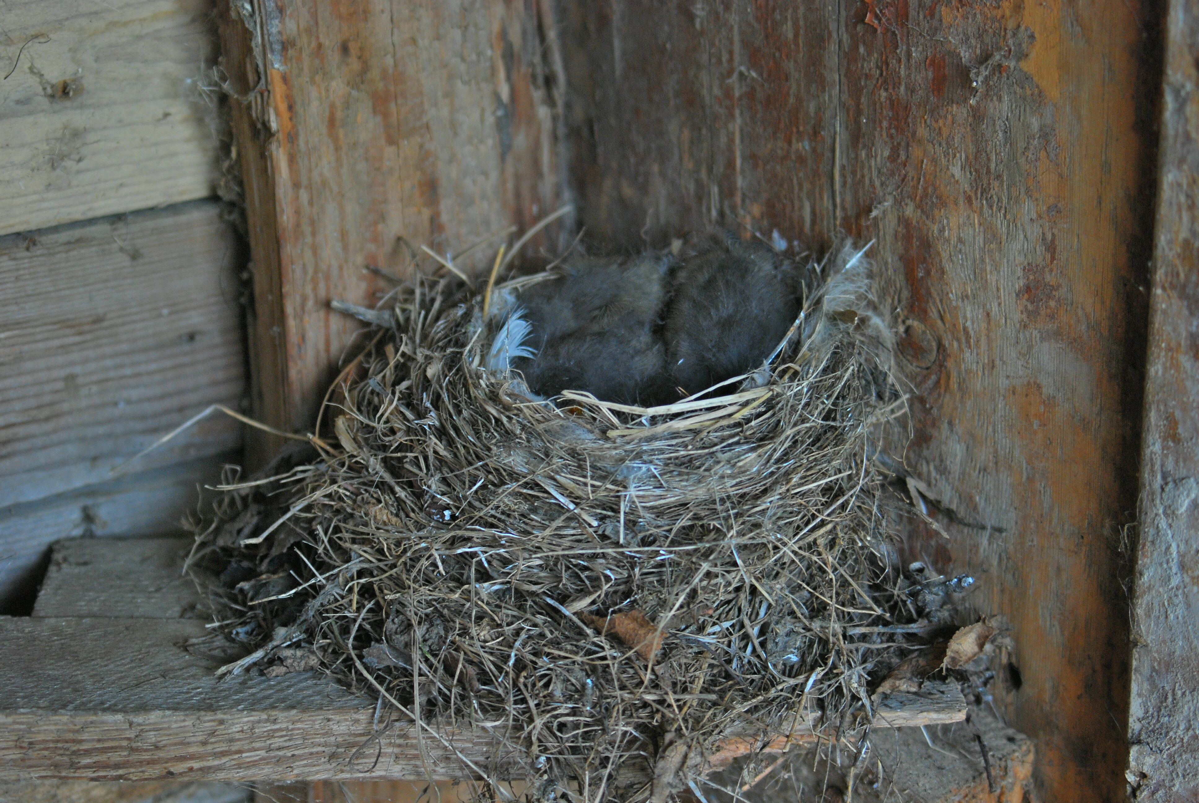 Под крышей дома свили гнездо. Ласточки свили гнездо. Гнездо Сапсана на чердаке. Гнездо под крышей. Гнездо деревенской ласточки.