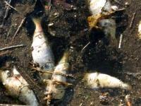 Загибель риби на Дністрі