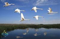 Лебеди-шипуны над заповедным озером